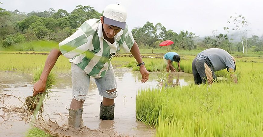 Siembra de cultivo de arroz Piura Perú
