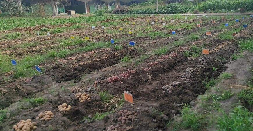 Investigadores de la UNALM buscan combatir la desnutrición con papa biofortificada Perú