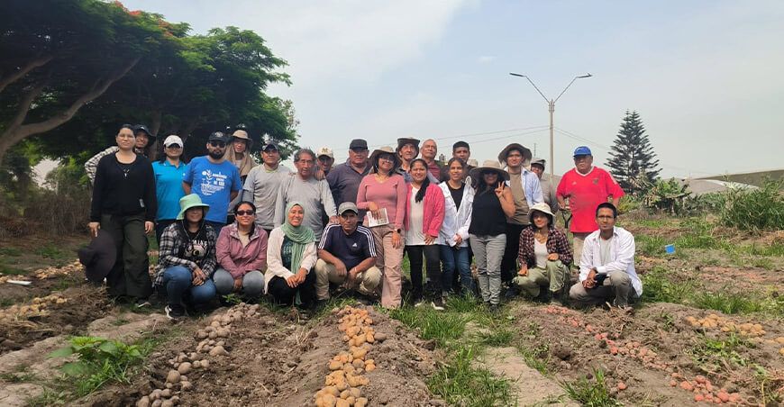 Investigadores de la UNALM buscan combatir la desnutrición con papa biofortificada Perú