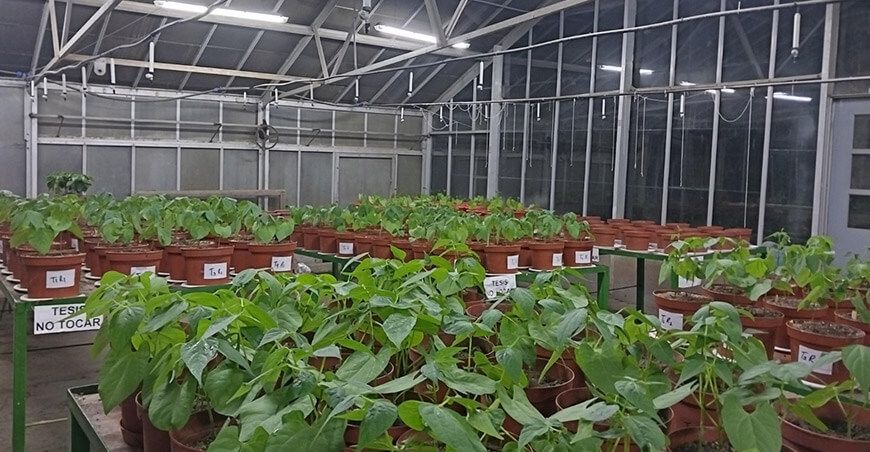 Investigación de la UNALM impulsa suelos más fértiles y cultivos más productivos