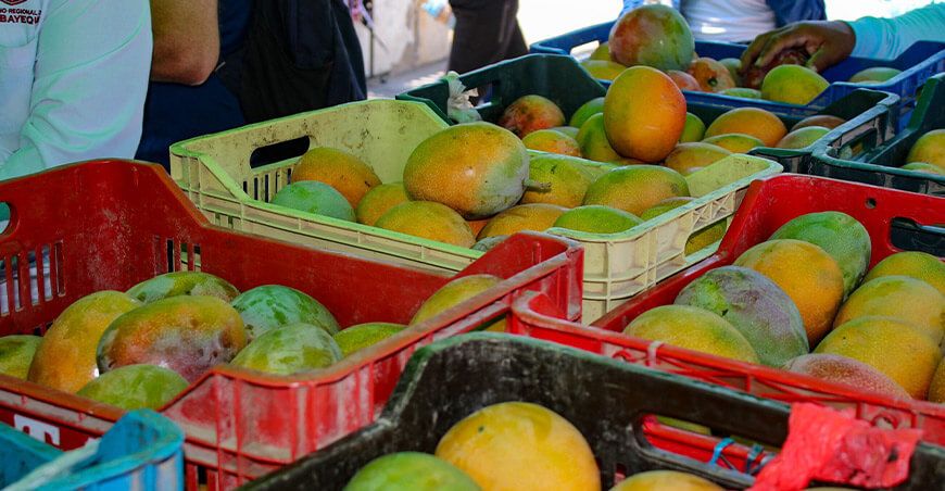 Apoya a los productores de Lambayeque comprando mangos directamente del campo