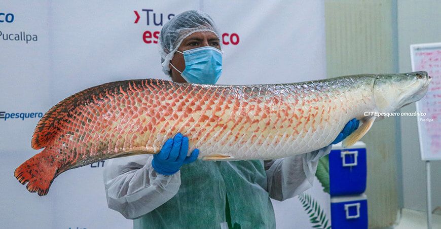 CITEpesquero Amazónico Pucallpa escamas de paiche