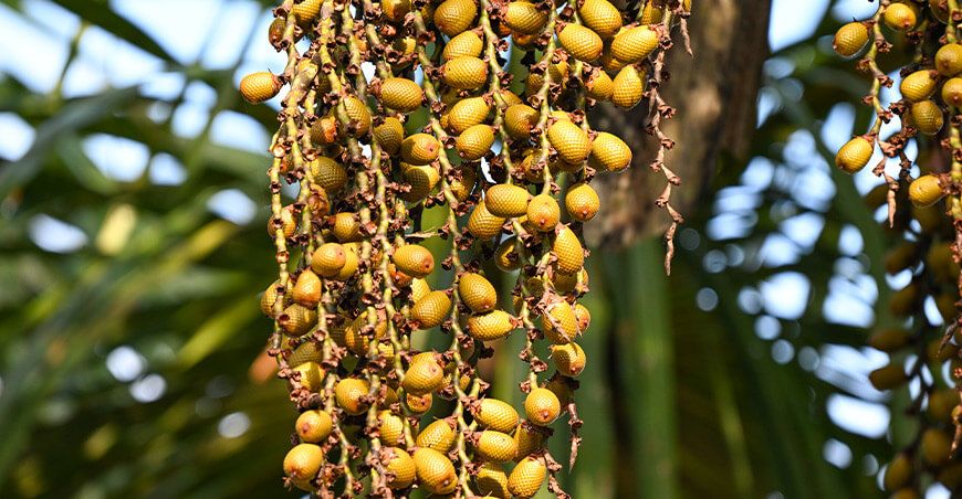 Minam impulsa bionegocios cultivo de aguaje Amazonía peruana