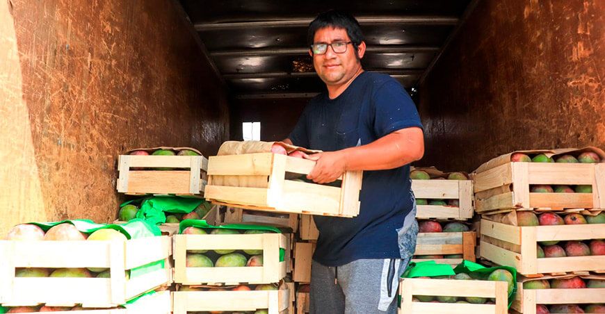 Agromercado Midagri  apoya comercialización de mango Kent de Lambayeque Perú 