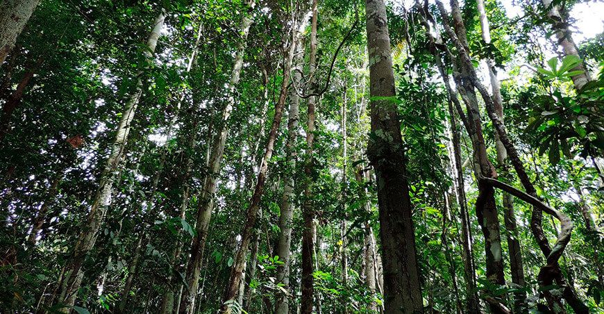 área de conservación Loreto