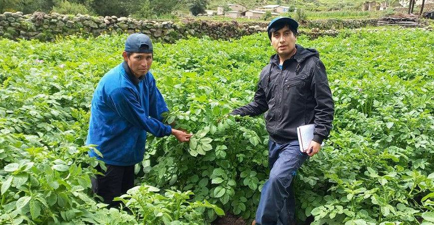 Midagri activa Seguro Agrícola Catastrófico  productor de cultivo de papa Ayacucho Perú