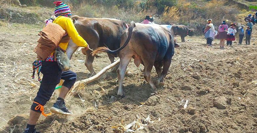 Agro Rural siembra pastos en Huancavelica Perú