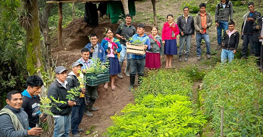 Agro Rural impulsa desarrollo agropecuario producción de plantones Lambayeque Perú