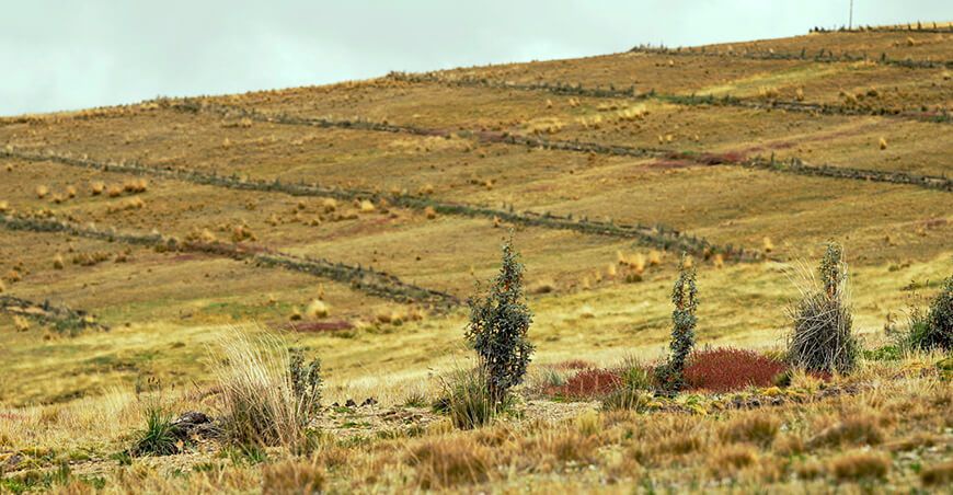 Agro Rural recuperó 100 hectáreas de praderas altoandinas en la microcuenca del río Seco Junín Perú