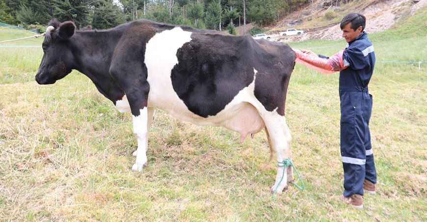 Agroideas impulsa ganadería lechera inseminación artificial Perú