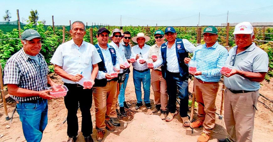  Midagri promociona cultivo de frambuesa en pasantía en Barranca con pequeños productores
