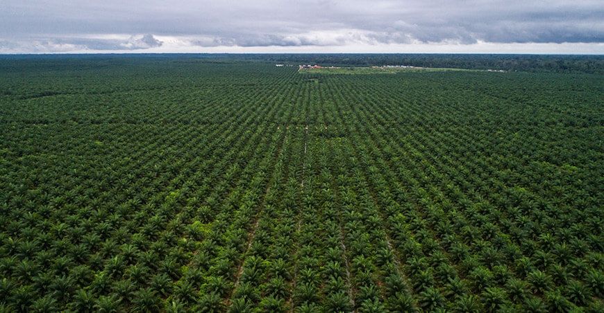 deforestación Amazonía peruana agronegocios palma aceitera 