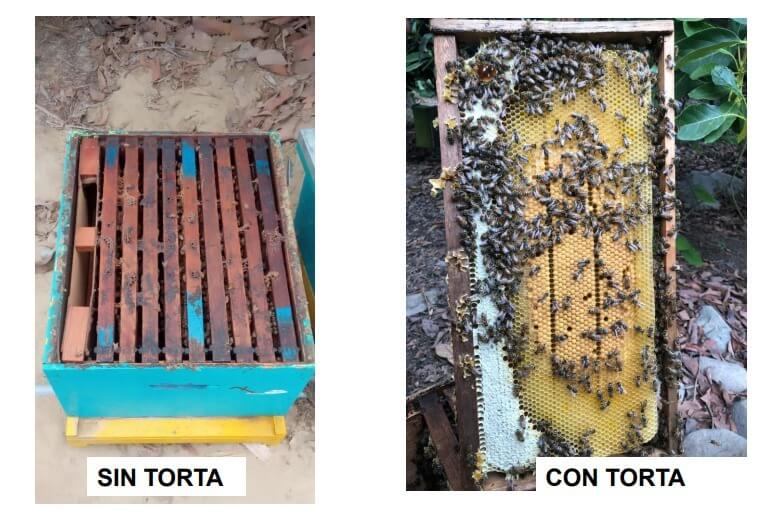 Crean suplemento proteico con residuos de frutas