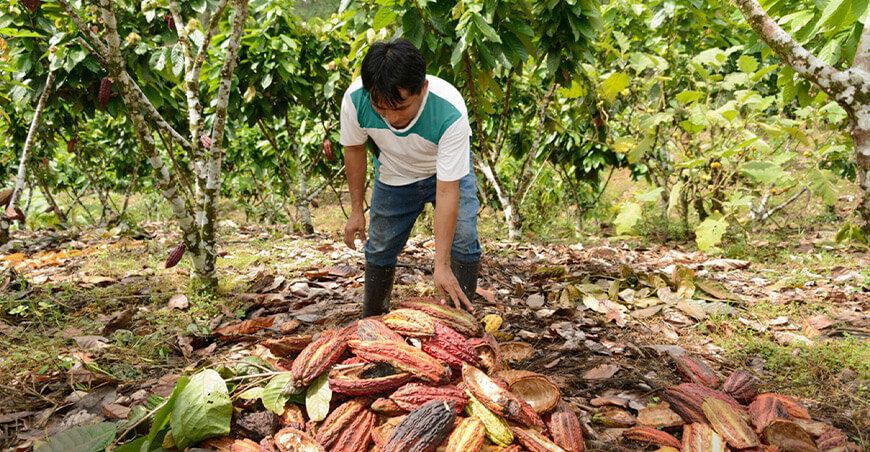 Comunidades awajún forjan un futuro sostenible con el cacao Amazonas Perú