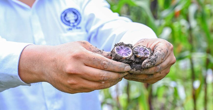 UNTRM avanza en la mejora genética de la papa nativa de Amazonas 
