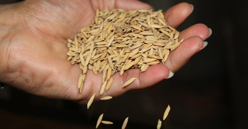 arroz cáscara Perú