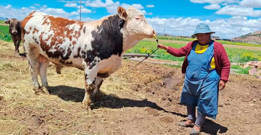 Asociación de Productores Agropecuarios logra mejores pesos de toros engordados Puno Perú
