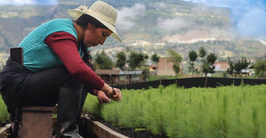 productora Cajamarca producción plantones de pino reforestación Hualgayoc