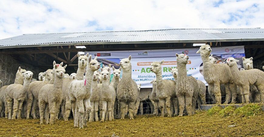 Agro Rural cobertizos alpacas Ayacucho Perú