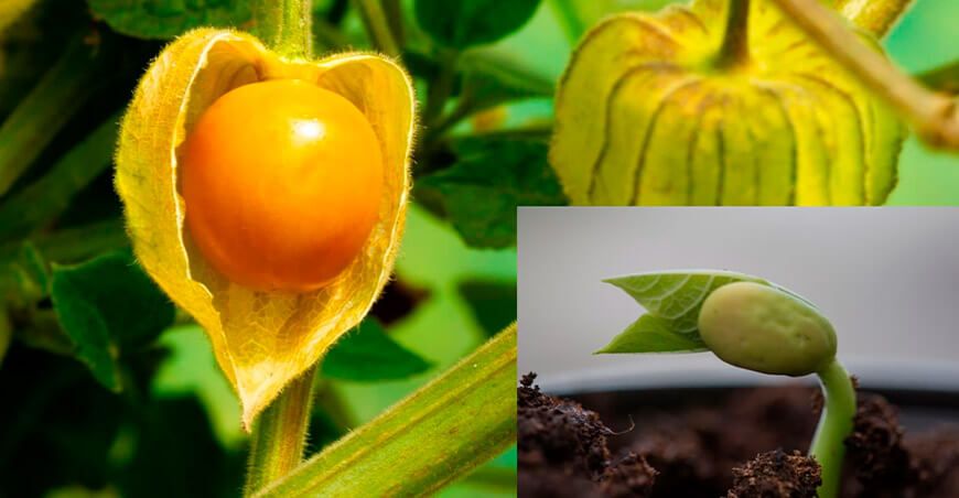 UNTRM avanza en la regeneración in vitro de Physalis peruviana utilizando explantes de cotiledón