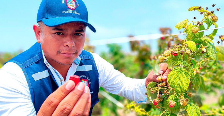 Midagri promociona cultivo de frambuesa en pasantía en Barranca con pequeños productores