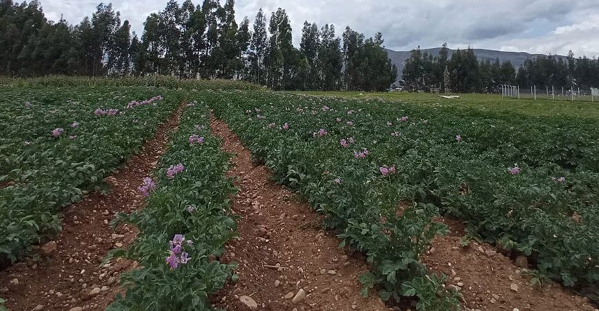 Senamhi cultivo de papa Perú