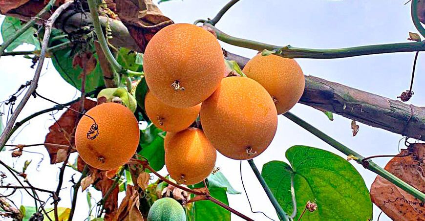 cultivo de granadilla peruana