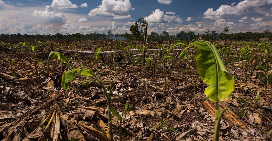 deforestación Amazonía peruana agronegocios