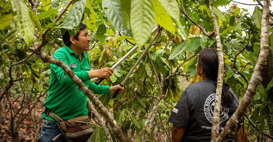Devida asiste a productores de cultivo de cacao Vraem Perú