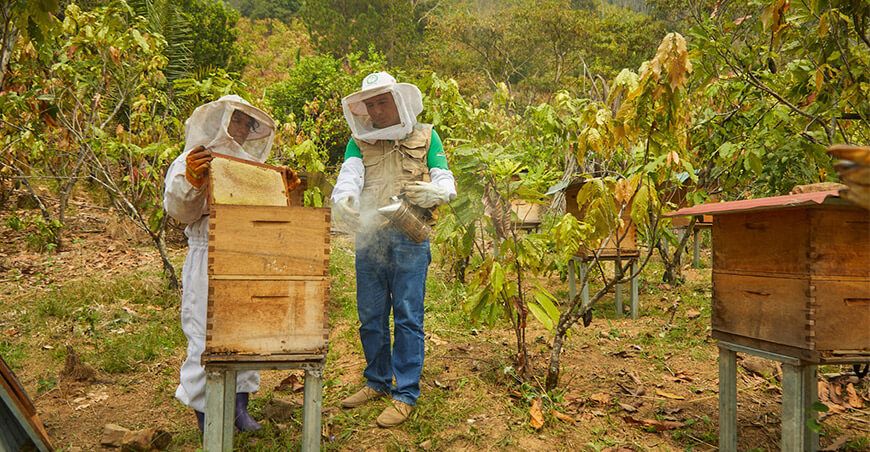 Devida fortalece actividades productivas en la apicultura Vraem Perú