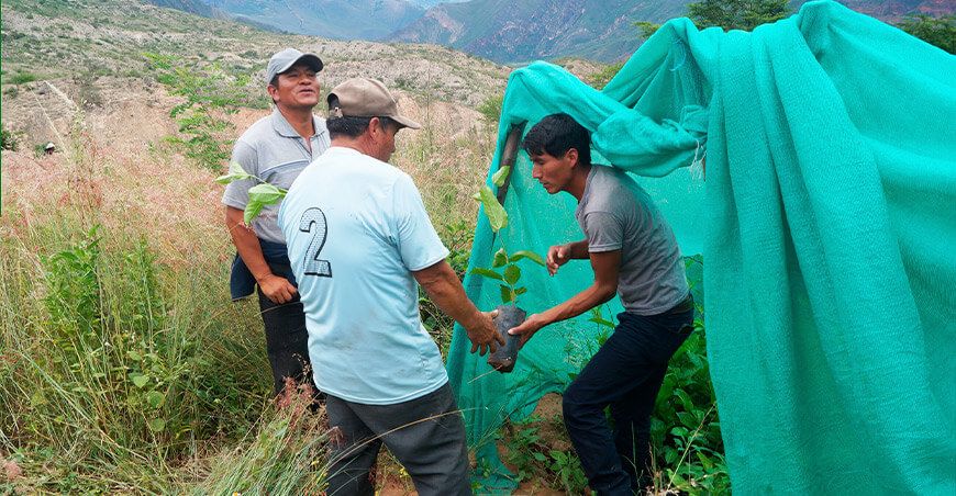 entregan plantones de gulupa a productores de Quiches Áncash Perú