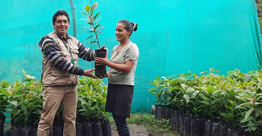 entrega de plantones de palto a productores Andaymarca de Huancavelica Devida Perú