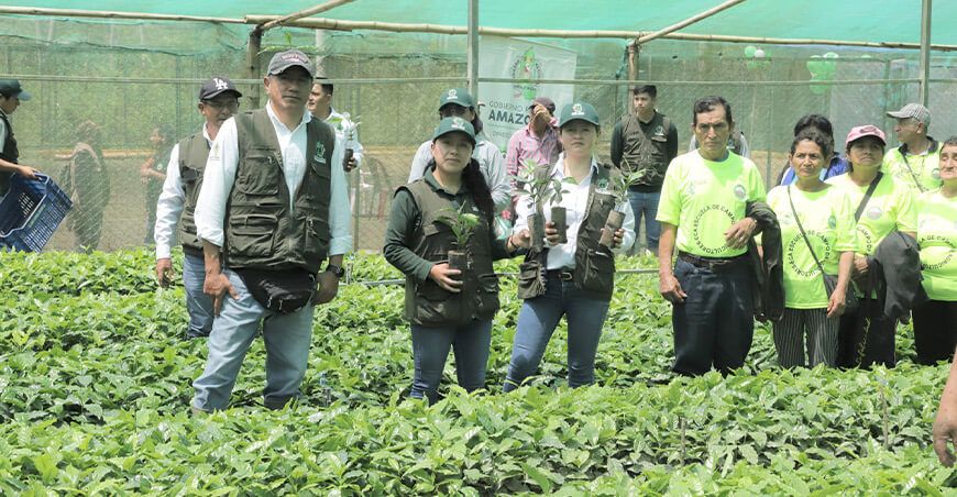 plantones de café a productores de Bongará Amazonas Perú