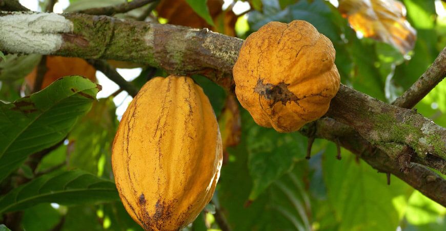 exportación de cacao Perú