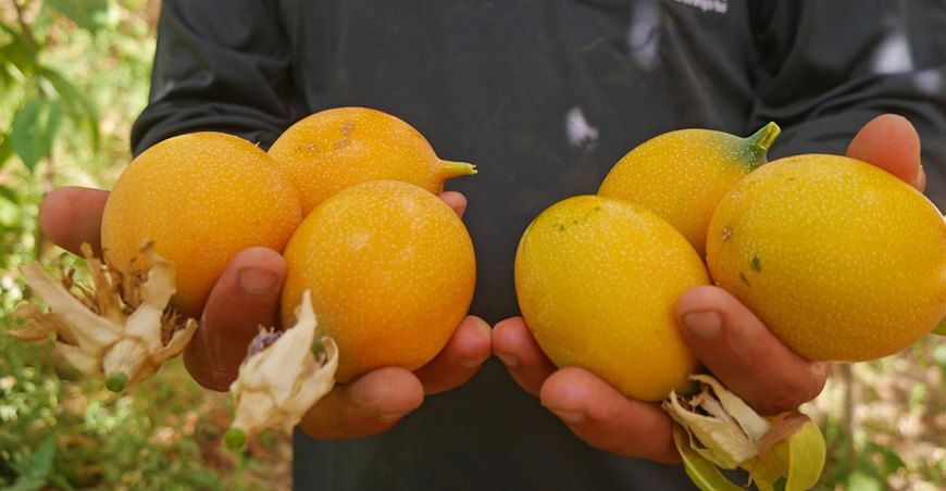 Perú exportación de granadilla peruana
