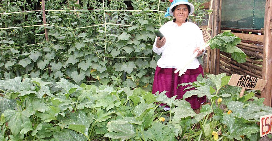 Foncodes producción hortalizas biohuertos Perú