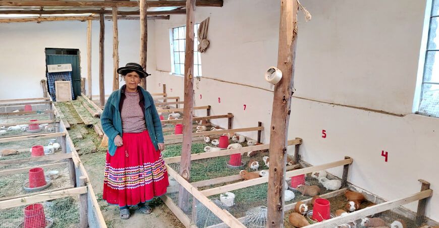 Haku Wiñay en Moquegua crianza de cuyes productora