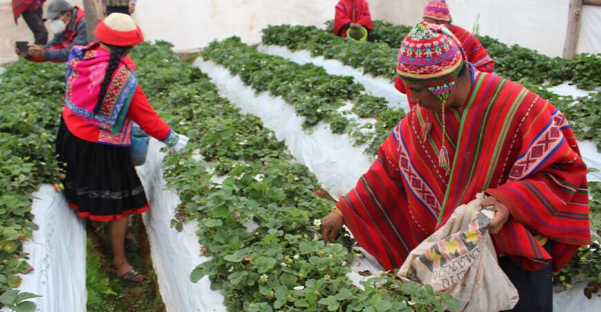 Foncodes producción fresas invernaderos sierra Perú