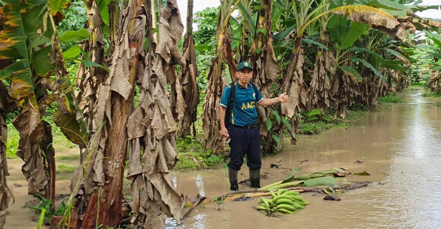 fuertes lluvias dañaron cultivo de plátano Amazonas Perú