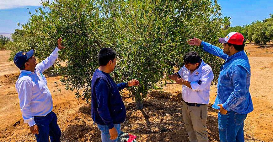 Fundo El Capricho impulsa producción orgánica de olivo en Bella Unión Arequipa Perú