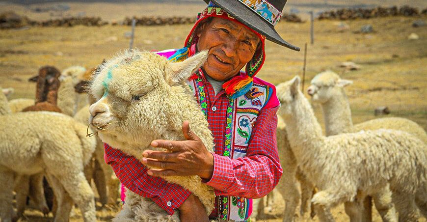 Alpaqueros crianza de alpaca Cusco Perú