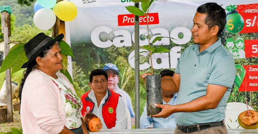 Ayacucho fortalece la producción de cacao con la entrega de 50 000 plantones en Santa Rosa