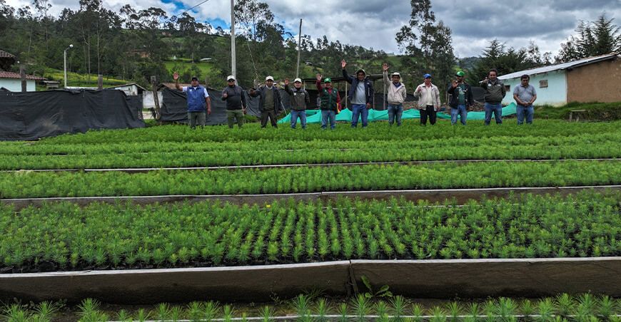 Más de 500 000 plantones listos para reforestar San Miguel Cajamarca Perú