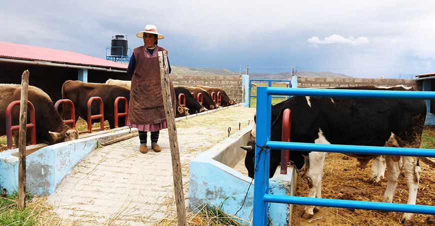 módulos de engorde vacunos Pradera GORE Puno