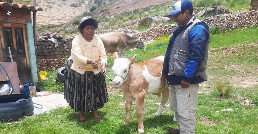 Proyecto Vacunos Carne registra exitosos nacimientos de terneros por inseminación artificial Puno Perú