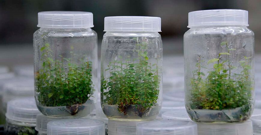 Senasa establece requisitos fitosanitarios para importar plantas in vitro de arándano desde España