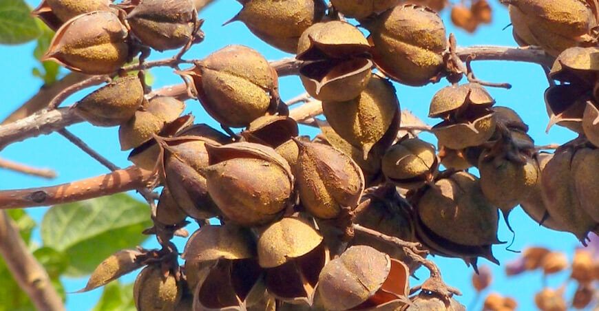 Senasa establece requisitos fitosanitarios para importar semillas de paulownia desde EE.UU.