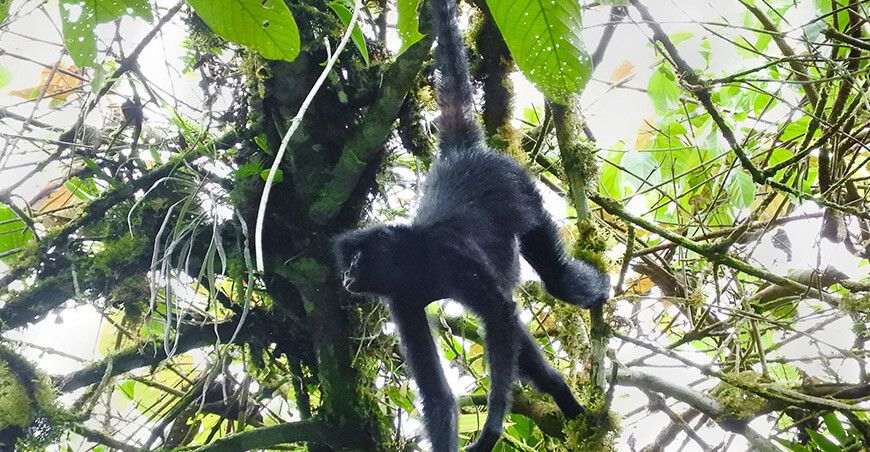 propuesta de creación del Área de Conservación Regional Bosques Nublados de Mayunmarca Ayacucho Perú