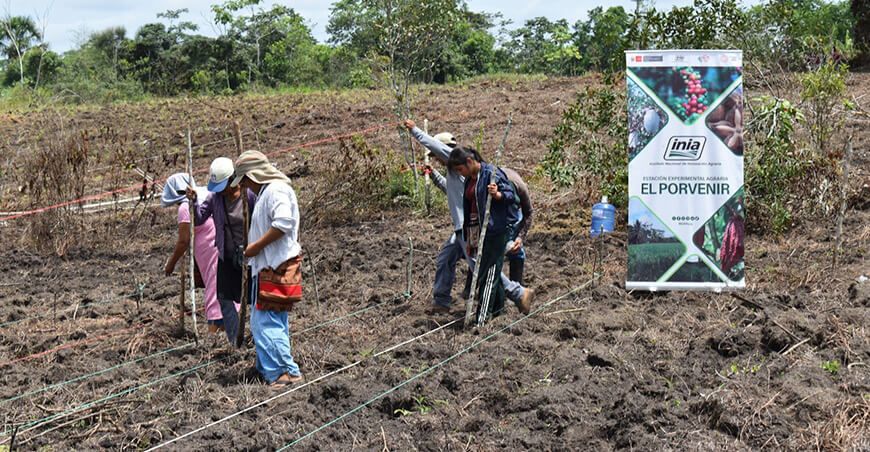 INIA instaló parcela demostrativa de maíz blanco INIA 610 Nutrimaíz San Martín Perú