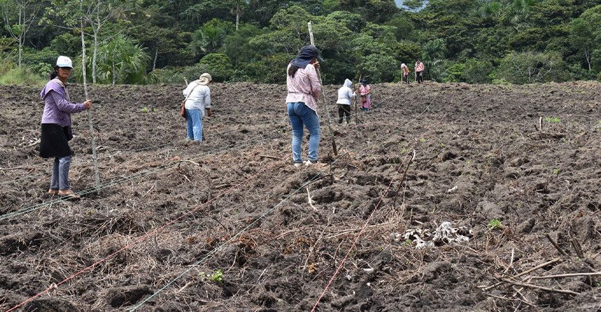 INIA instaló parcela demostrativa de maíz blanco INIA 610 Nutrimaíz San Martín Perú